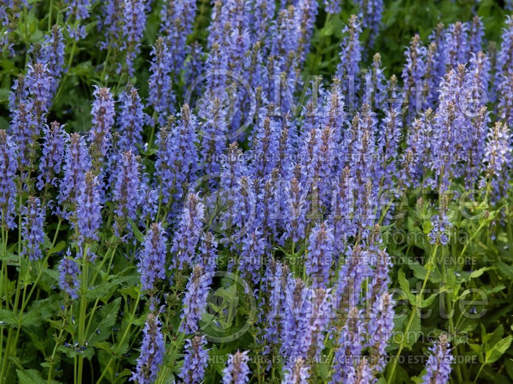 Salvia Blue Hill (Sage) 8