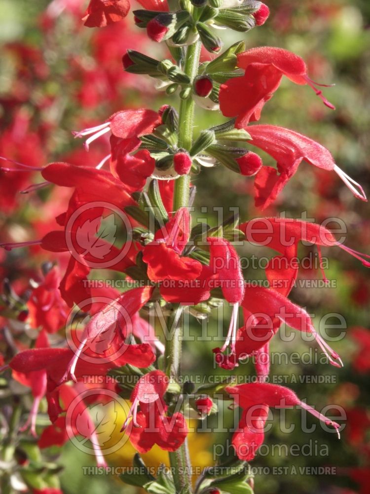 Salvia Lady in Red (Scarlet Sage) 5 