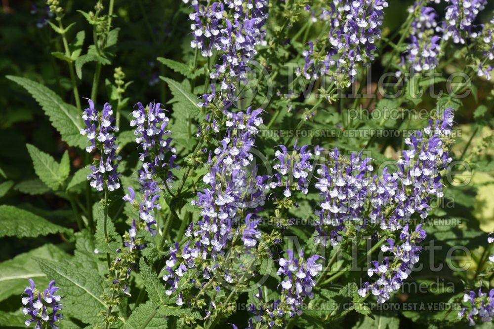 Salvia Color Spires Azure Snow (Sage) 2 