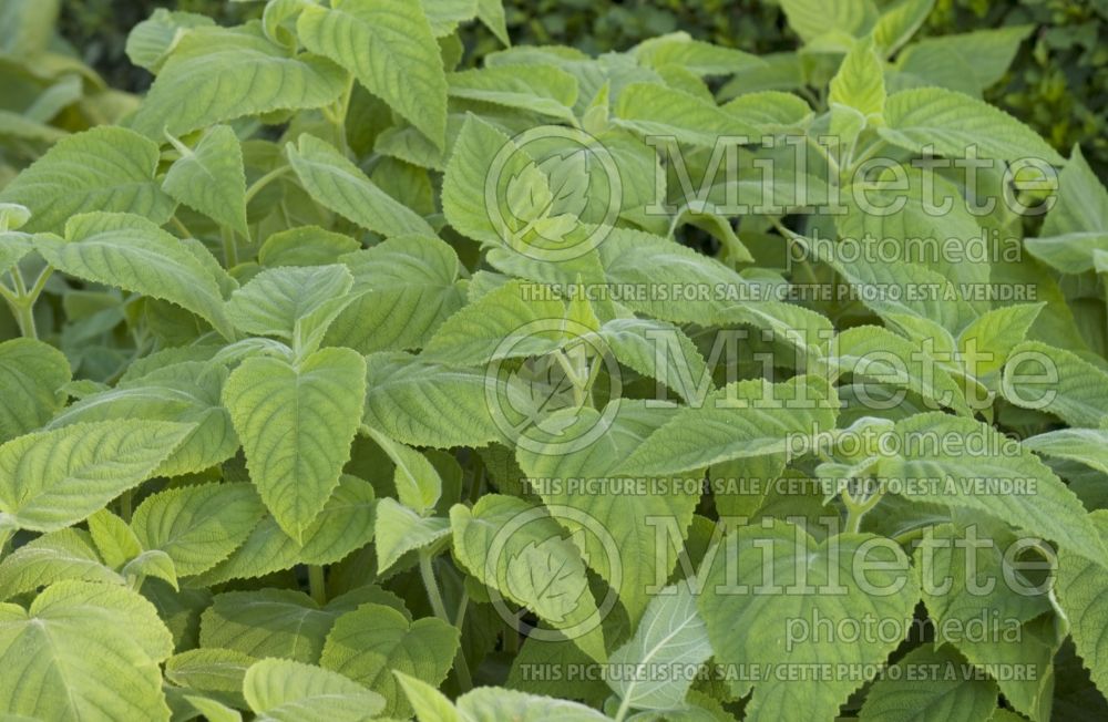 Salvia dorisiana (Sage) 1 