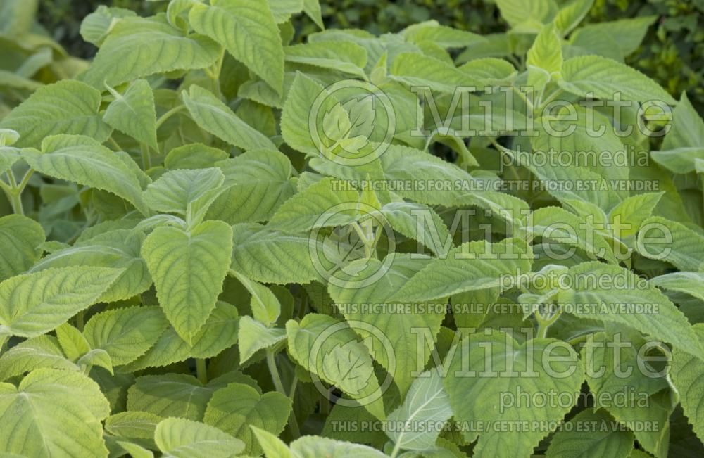 Salvia dorisiana (Sage) 1