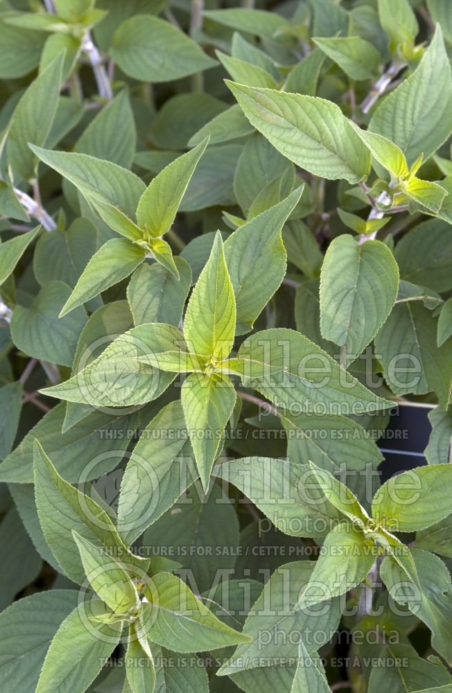 Salvia Pineapple aka Ananas (Sage herb) 1 