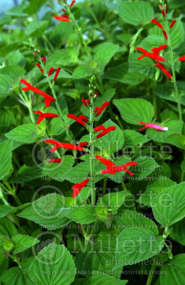 Salvia Tangerine (Sage herb) 1 