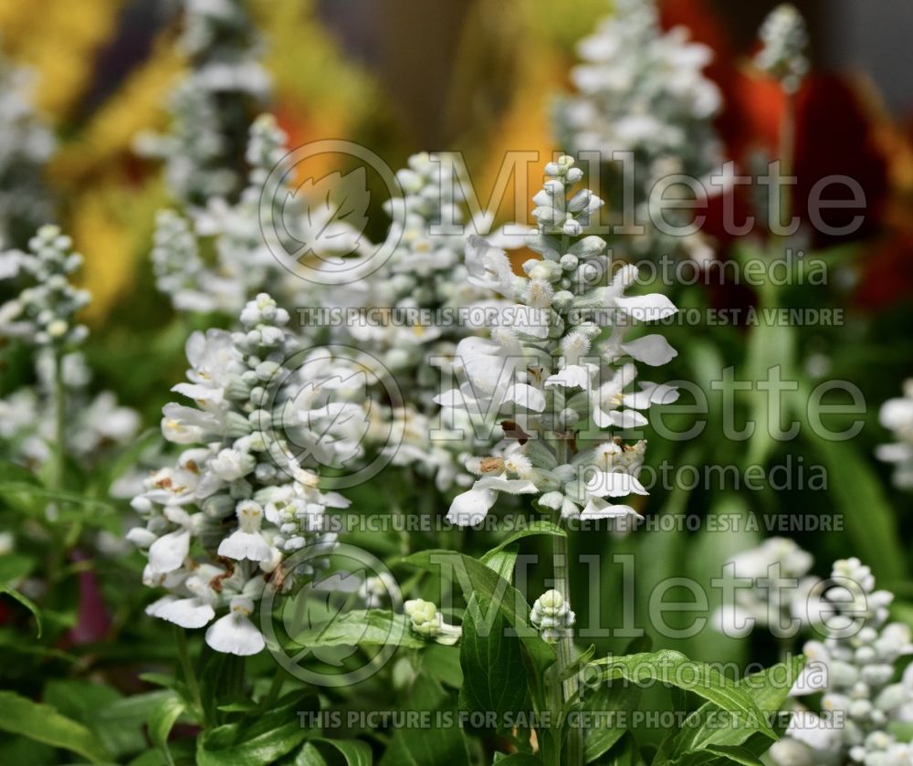 Salvia Cathedral White (Mealy Sage) 1  