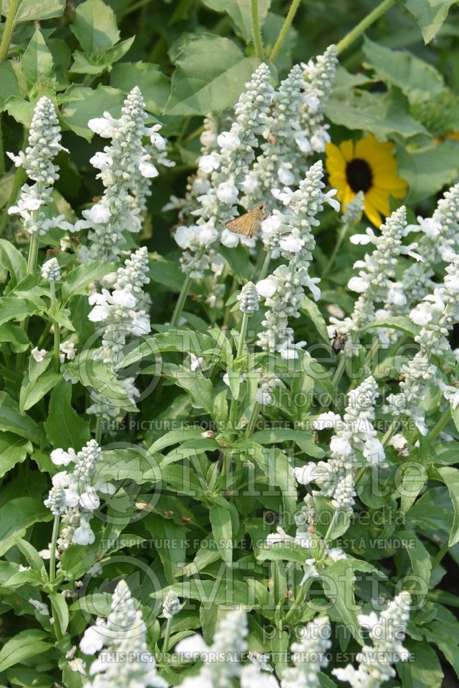 Salvia Sallyfun Pure White (Forsythia Sage) 1  