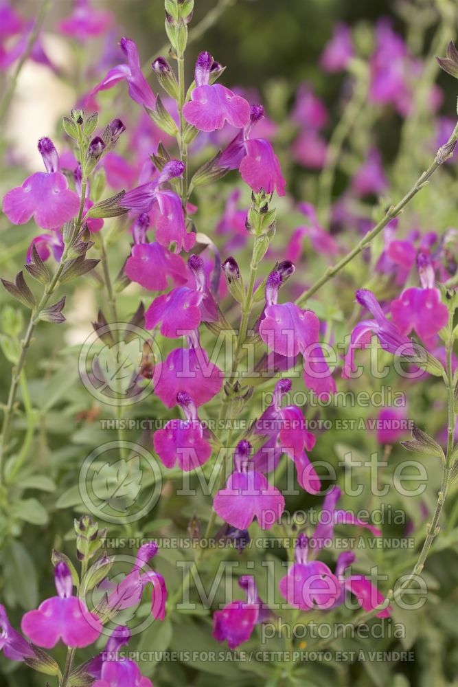 Salvia Ultra Violet (Sage) 1  
