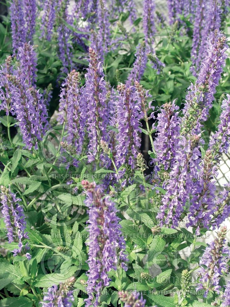 Salvia Blue Hill (Sage) 7