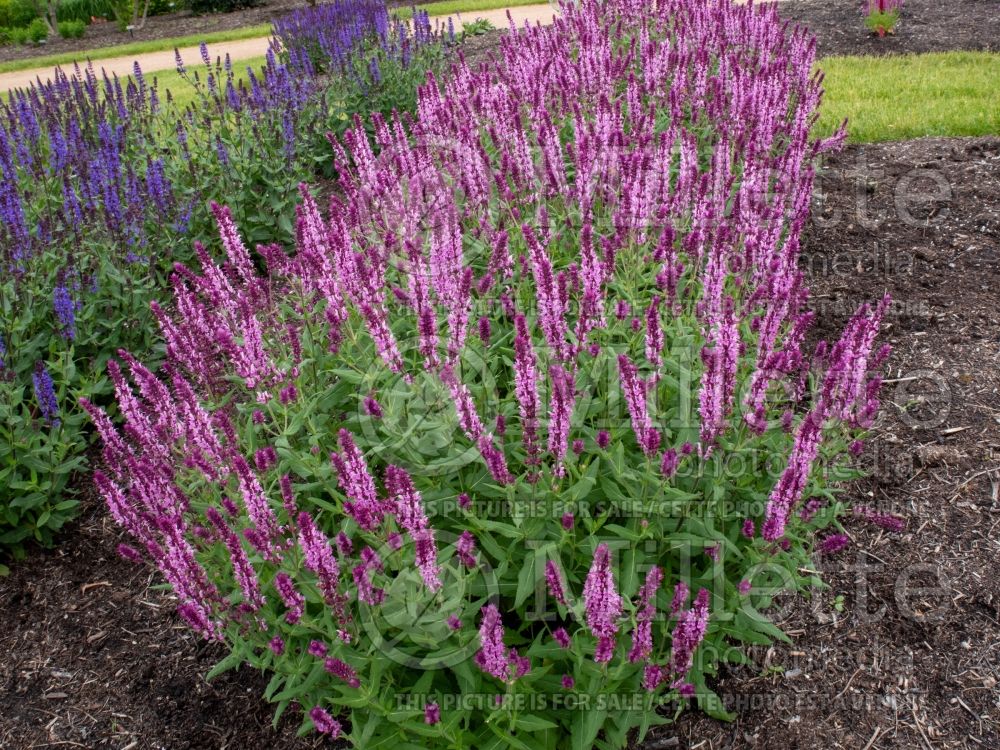 Salvia Pink Wesuwe (Sage) 1