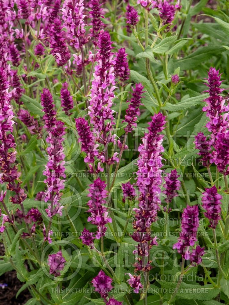 Salvia Pink Wesuwe (Sage) 2