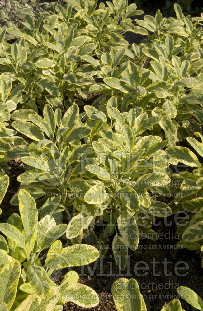 Salvia Aurea (Sage) 2