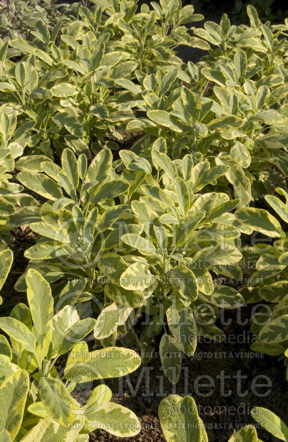 Salvia Aurea (Sage) 2