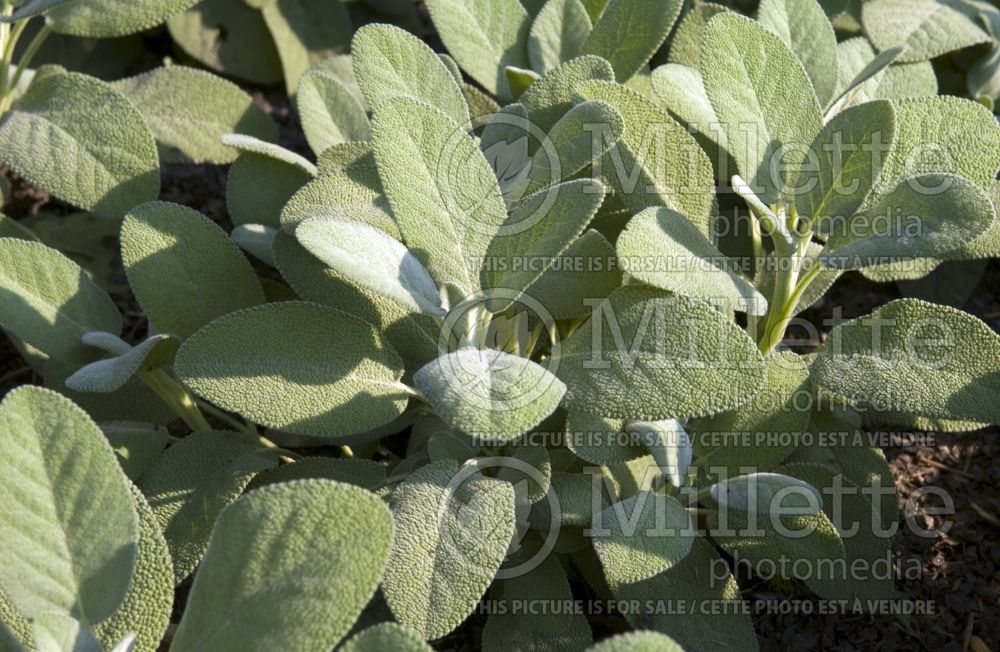 Salvia Berggarten (Sage) 6 