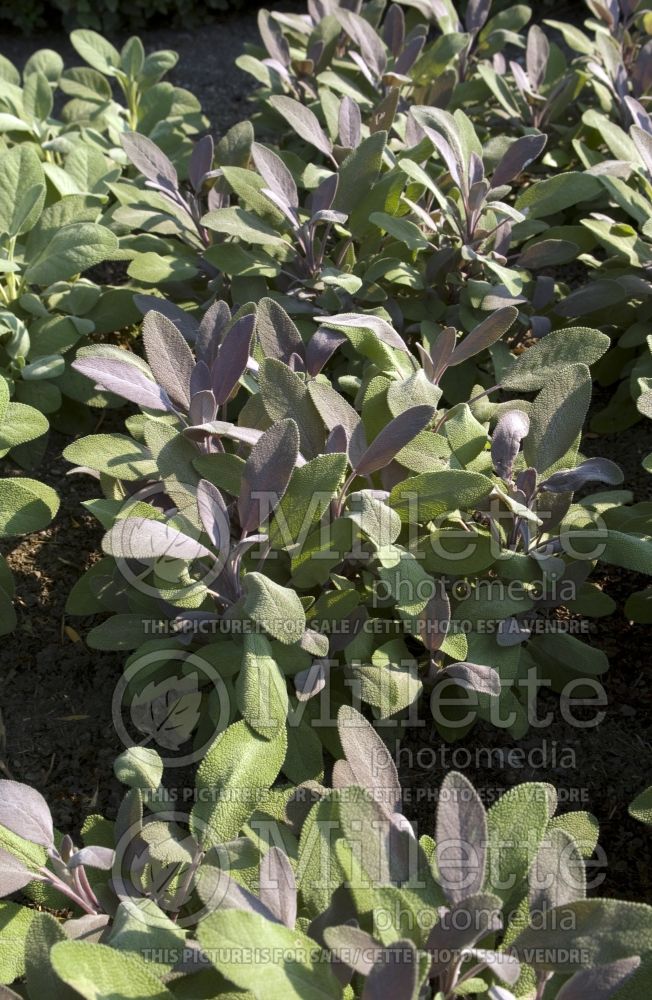 Salvia Purpurascens (Sage) 3 