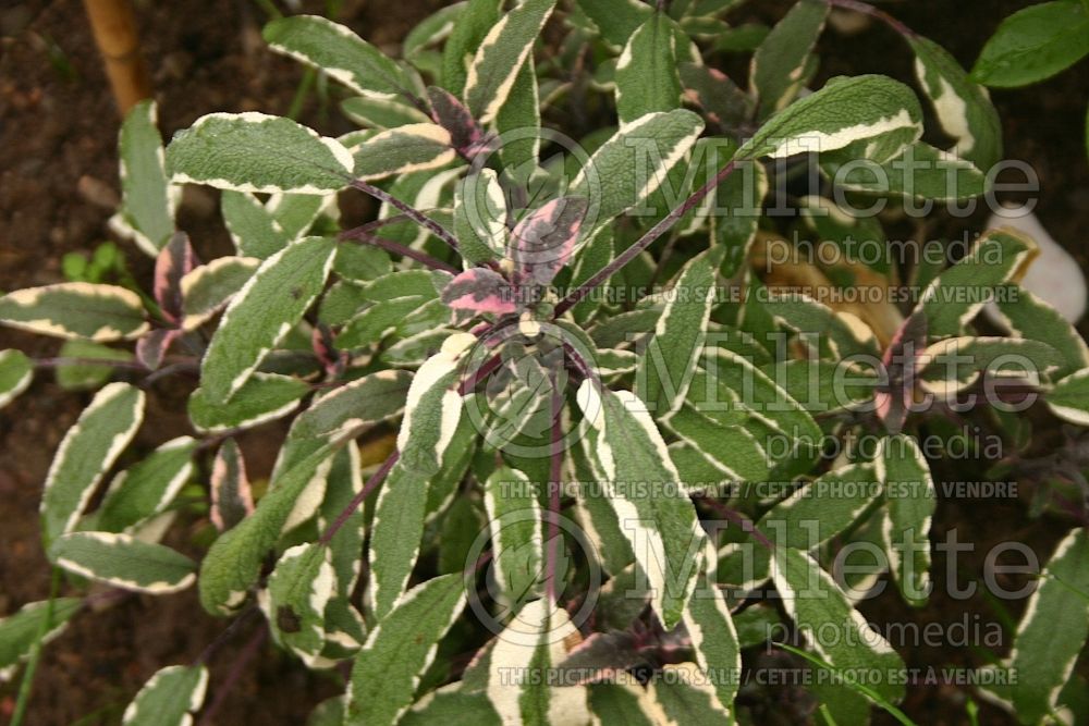 Salvia Tricolor (Sage) 4 