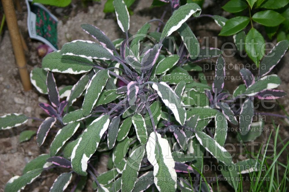 Salvia Tricolor (Sage) 3 