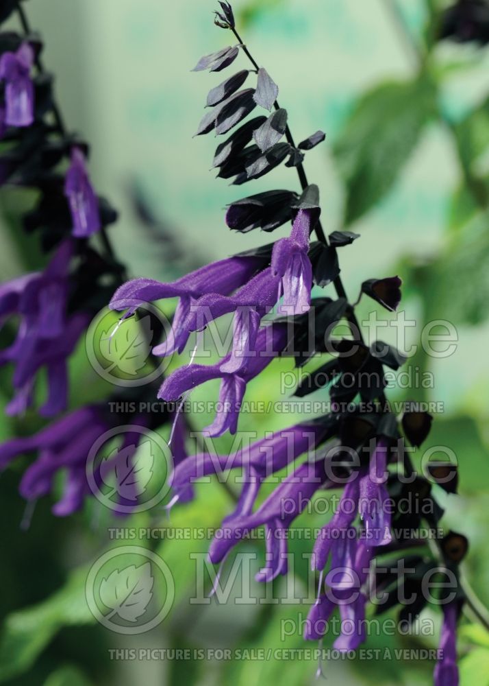 Salvia Amistad (Forsythia Sage) 5  