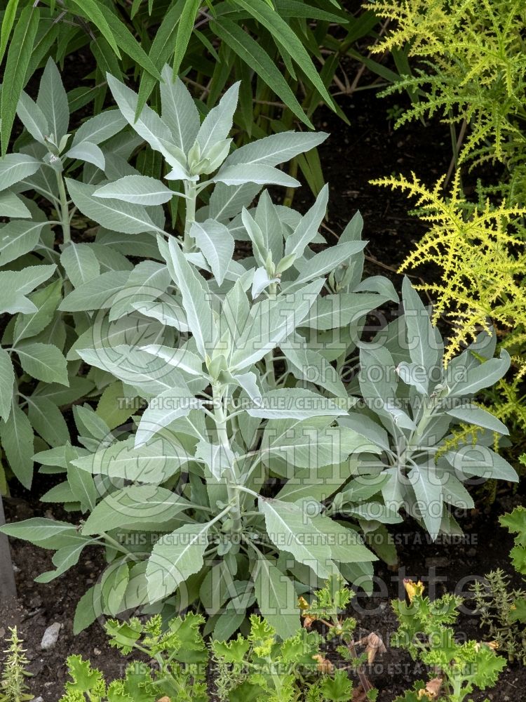 Salvia apiana (White sage) 5 