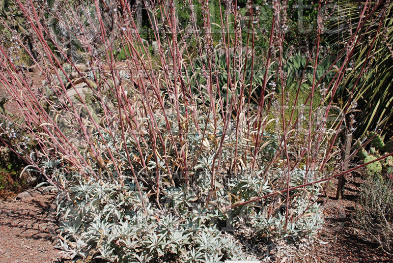 Salvia apiana (White sage) 1 