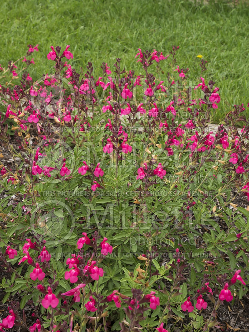 Salvia Arctic Blaze Fuchsia (Scarlet Sage) 1 