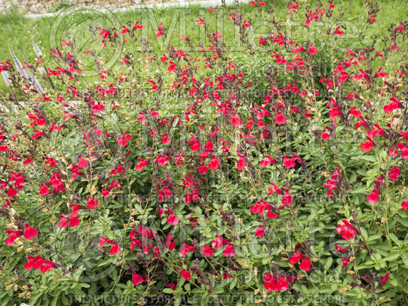 Salvia Arctic Blaze Red (Scarlet Sage) 3 