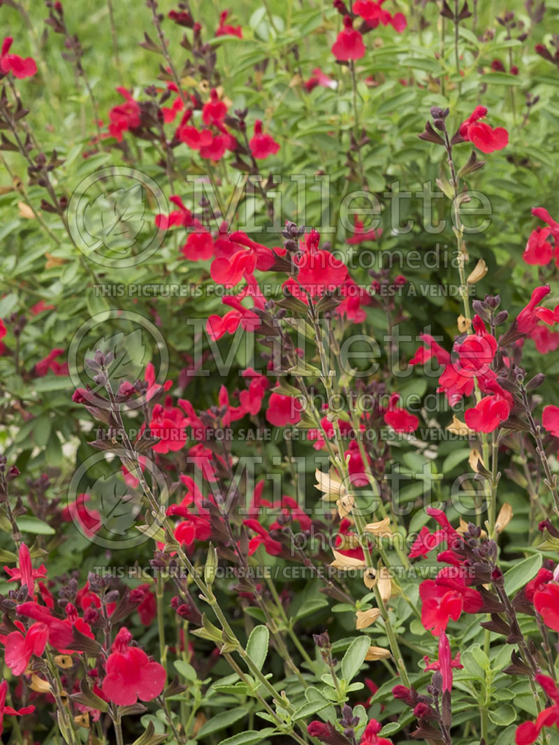 Salvia Arctic Blaze Red (Scarlet Sage) 1 