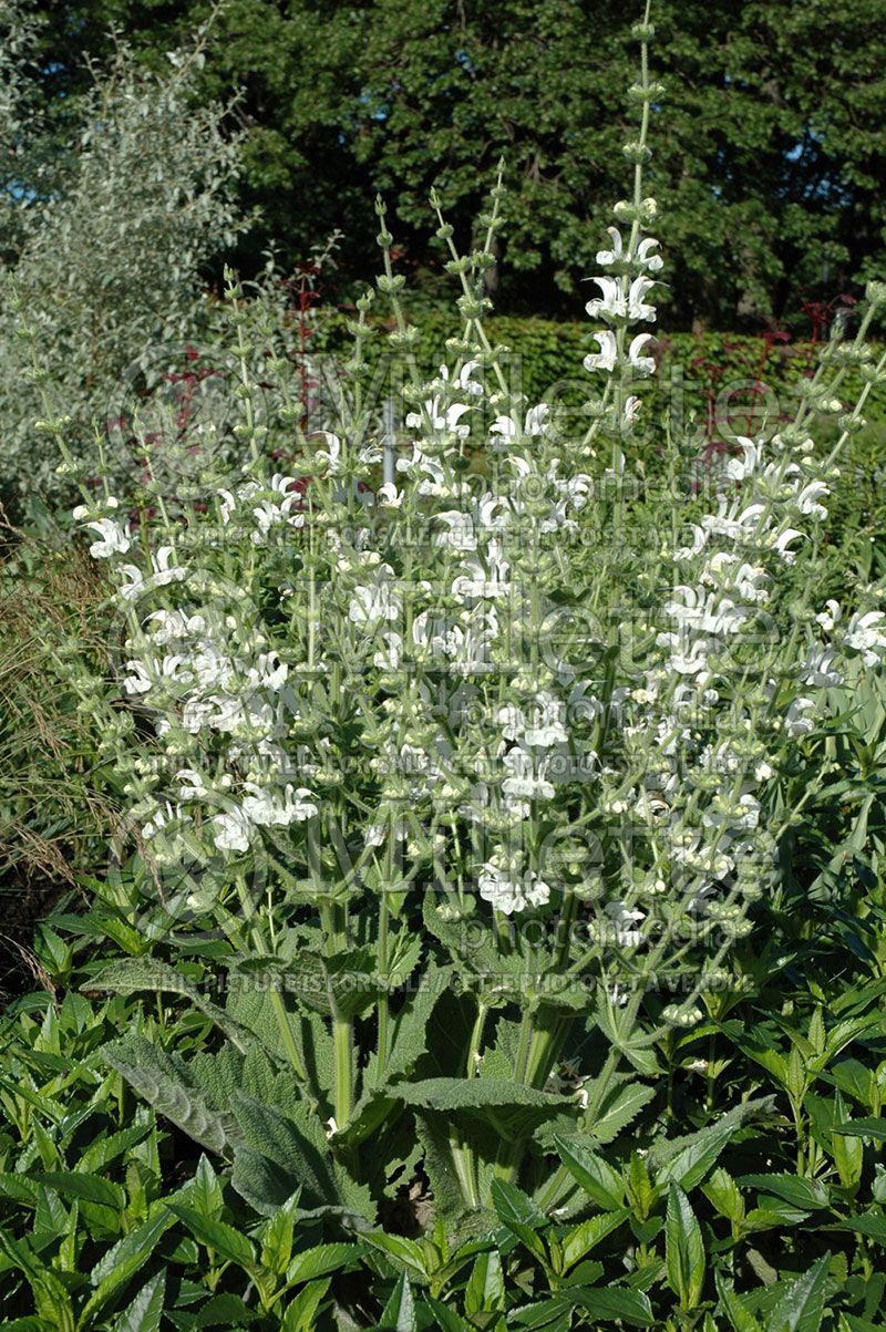 Salvia argentea (Silver Sage)  1