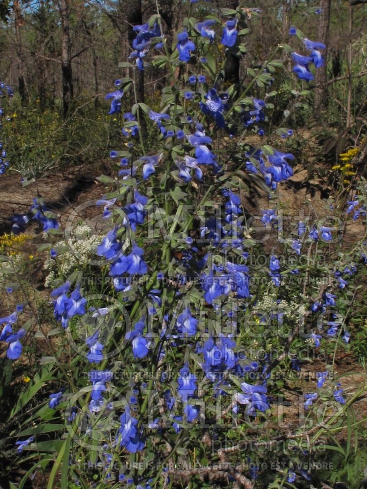 Salvia azurea (blue sage - sauge) 6 