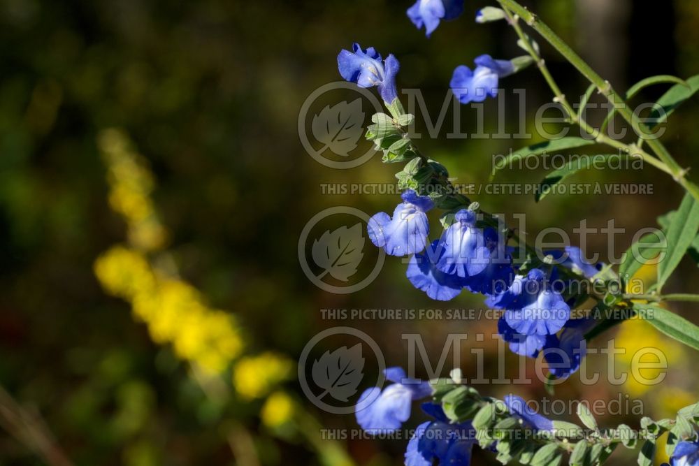 Salvia azurea (blue sage - sauge) 3 