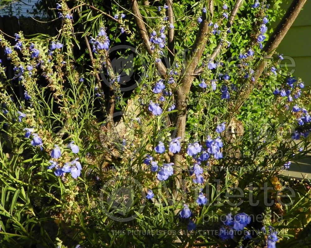 Salvia azurea (blue sage - sauge) 1 