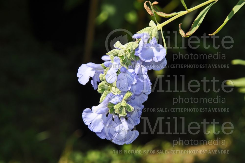 Salvia azurea (blue sage - sauge) 2 
