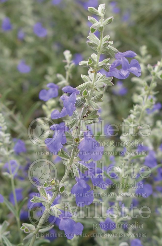 Salvia azurea (blue sage - sauge) 7 