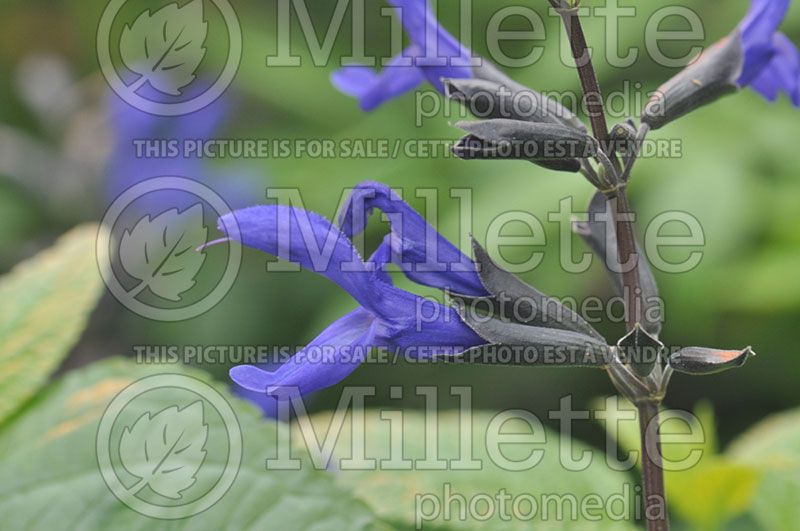 Salvia Black and Blue (Sage)  2