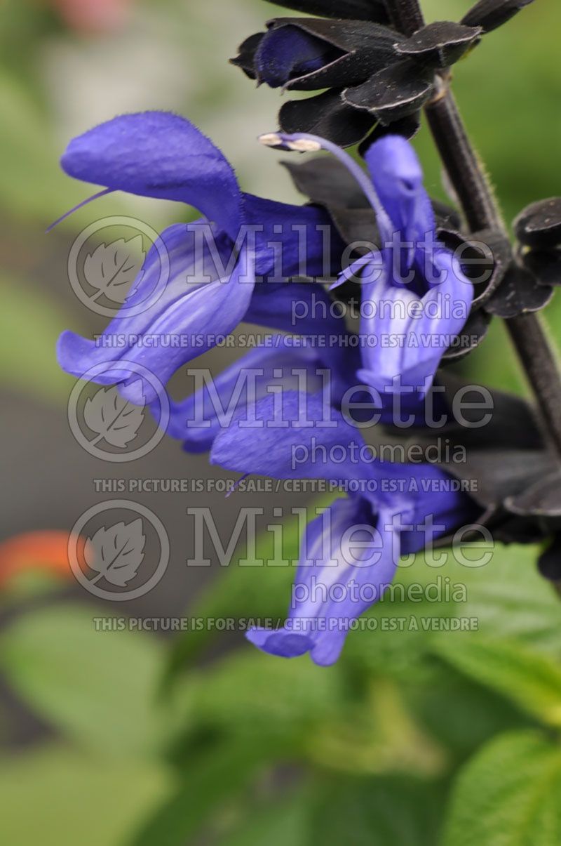 Salvia Black and Blue (Sage)  3