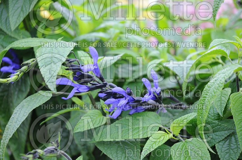 Salvia Black and Blue (Sage)  4