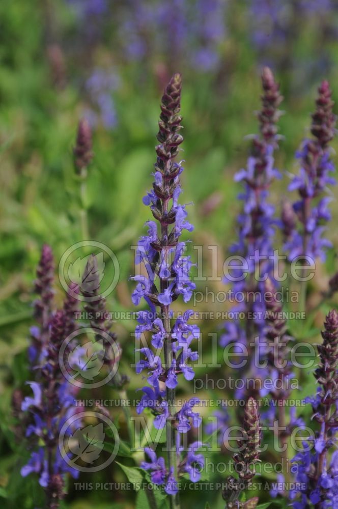 Salvia Bordeau Steel Blue (Sage) 1 