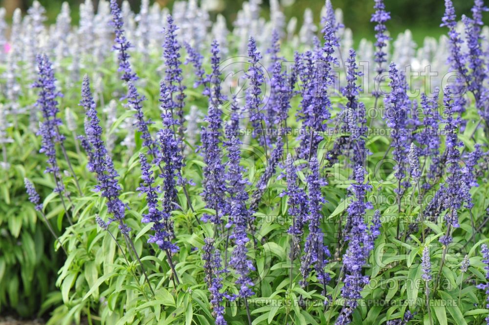 Salvia Cathedral Deep Blue (Mealy Cup Sage) 3