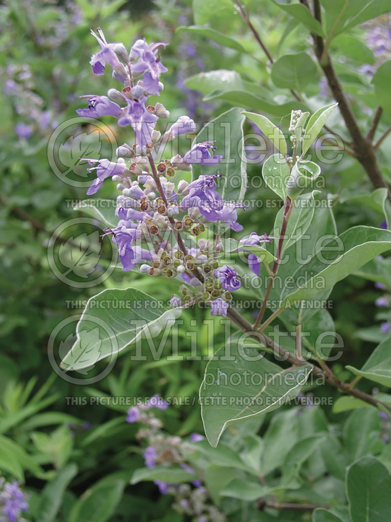 Salvia clevelandii (Sage) 1 