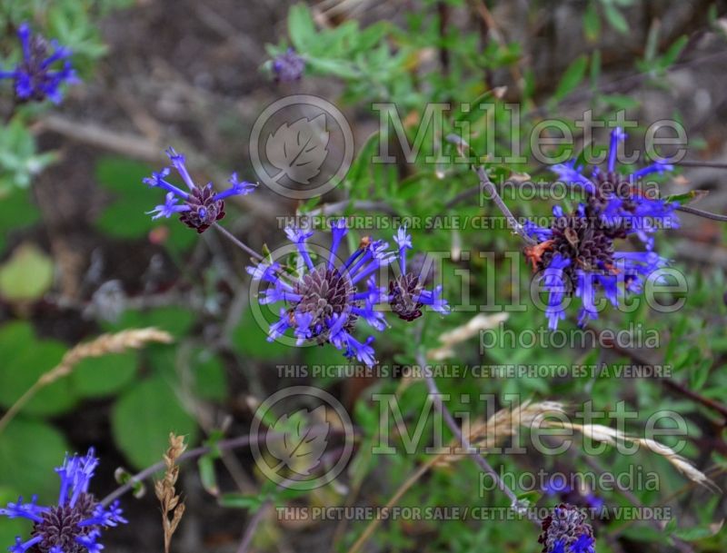 Salvia Winifred Gilman (Sage) 4  