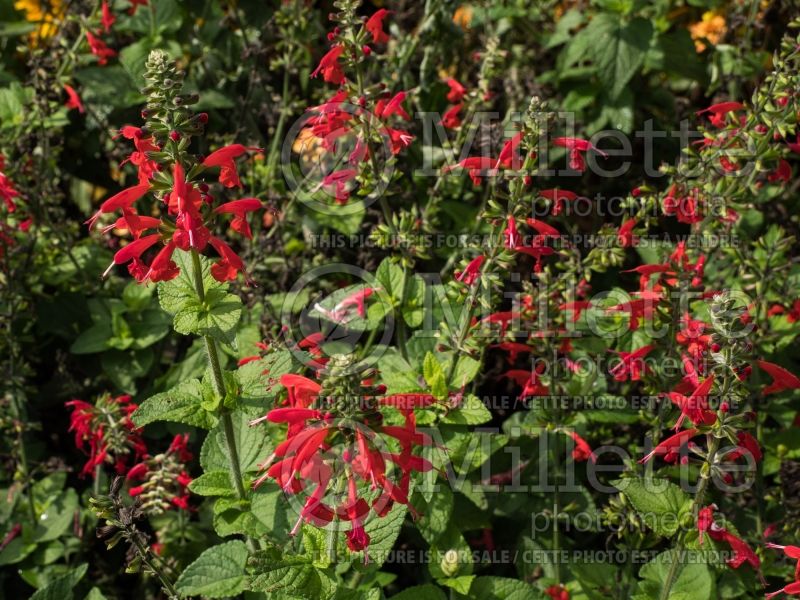 Salvia Lady in Red (Scarlet Sage) 4 