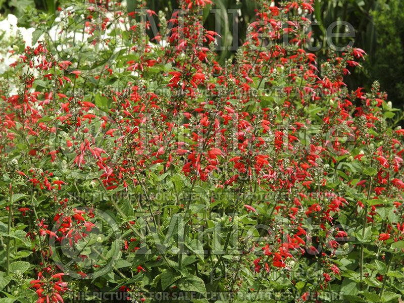 Salvia Lady in Red (Scarlet Sage) 2 