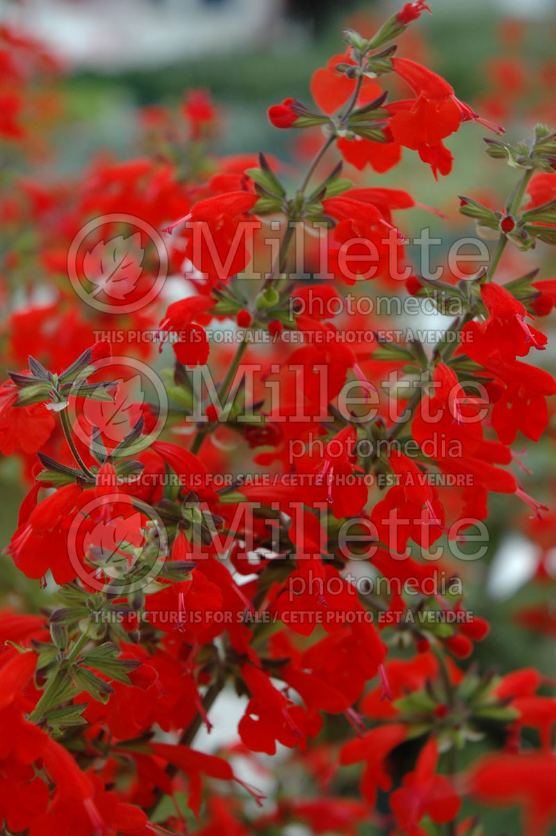 Salvia Lady in Red (Scarlet Sage) 1 