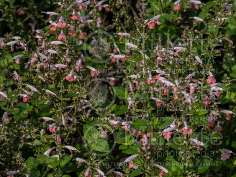 Salvia Summer Jewel Pink (Scarlet Sage) 2 