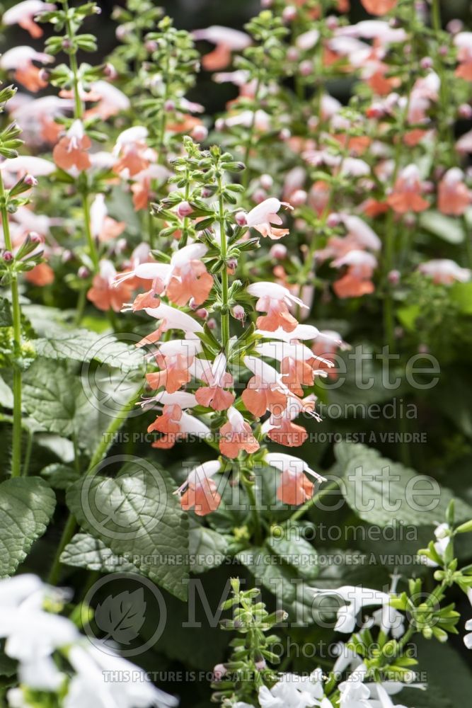 Salvia Summer Jewel Pink (Scarlet Sage) 3 