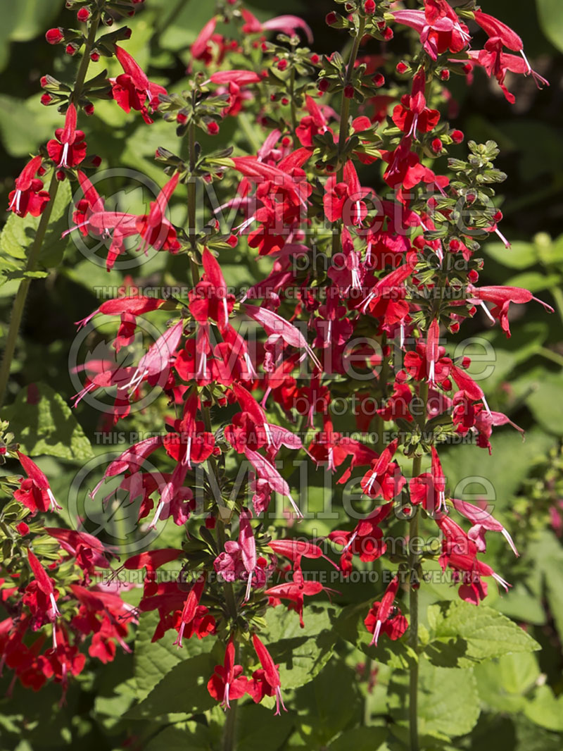 Salvia Summer Jewel Red (Scarlet Sage) 3 