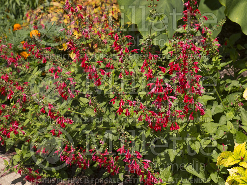 Salvia Summer Jewel Red (Scarlet Sage) 4 