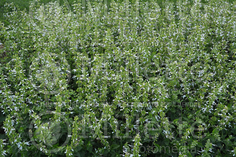 Salvia Summer Jewel White (Scarlet Sage) 1 