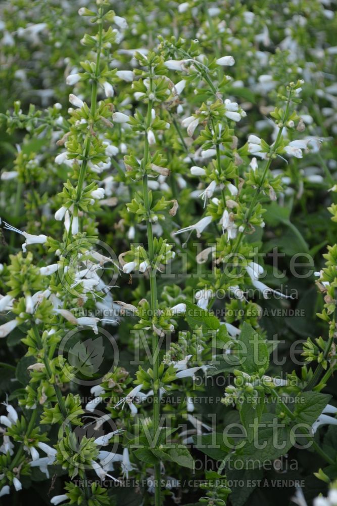 Salvia Summer Jewel White (Scarlet Sage) 2 