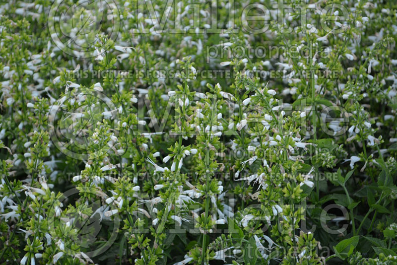 Salvia Summer Jewel White (Scarlet Sage) 3 