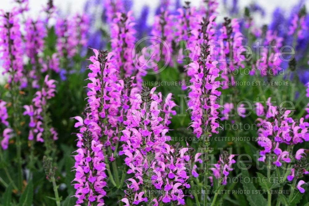 Salvia Color Spires Back to the Fuchsia (Sage) 1  