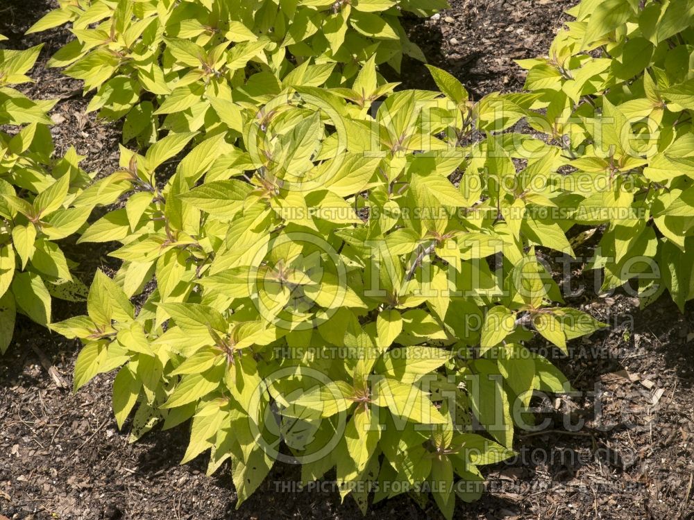 Salvia Golden Delicious (Sage) 2  